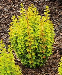     Berberis thunbergii  Golden Rocket